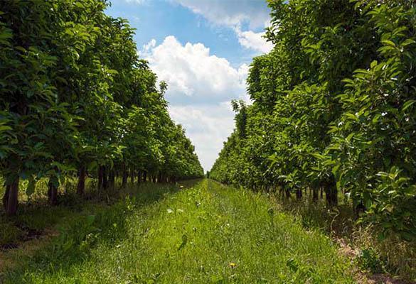 پرسپکتیو در عکاسی ( ونیشینگ پوینت )