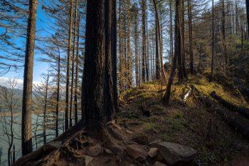 لنز Sony FE 20mm F1.8 G Lens