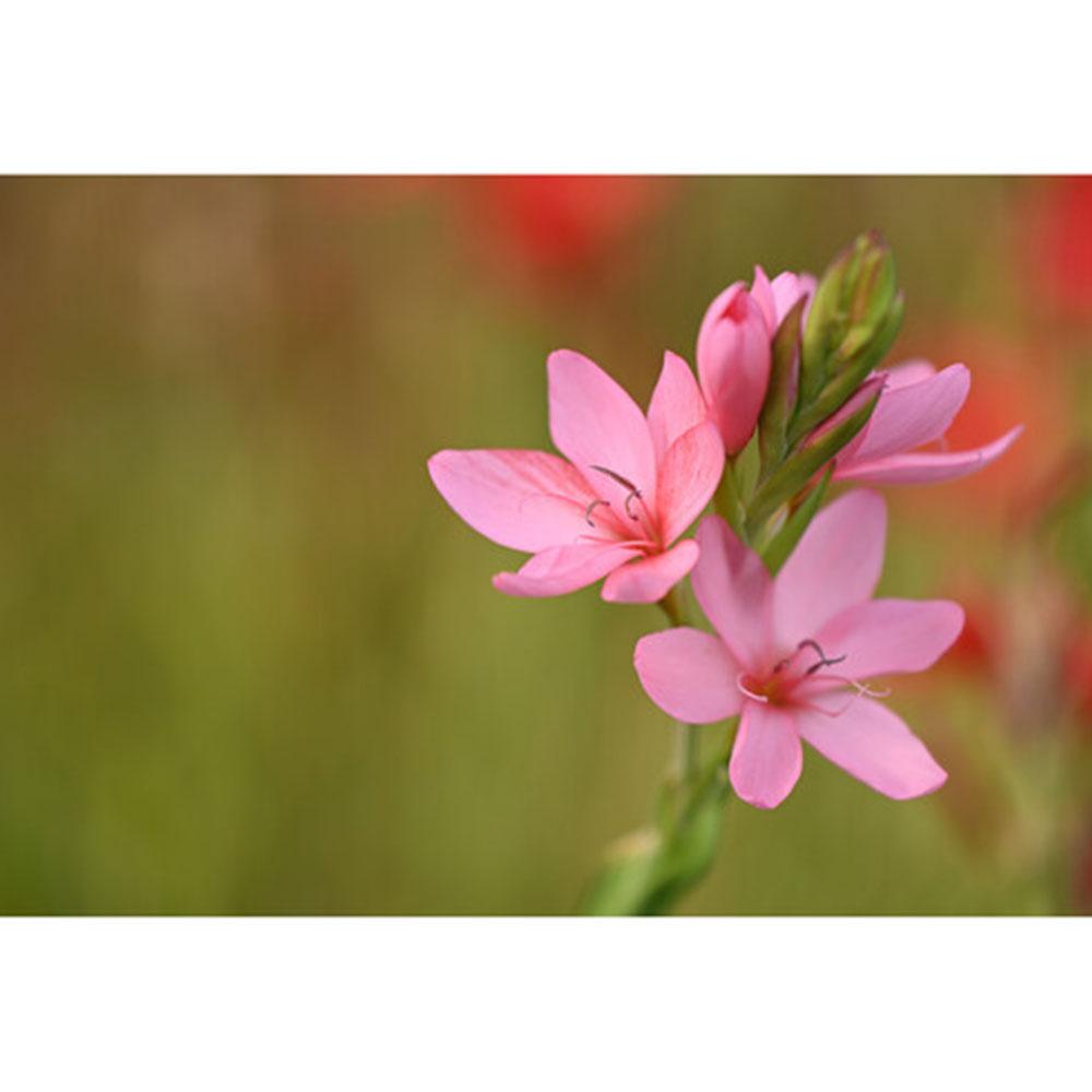 لنز نیکون Nikon NIKKOR Z 70-180mm f2.8