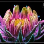 عکاسی از نورهای نامرئی